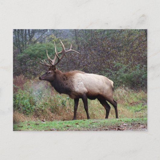 Carte postale Elk (Devant)