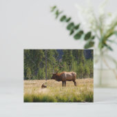 Carte Postale Elk (Debout devant)