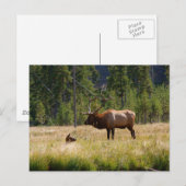 Carte Postale Elk (Devant / Derrière)