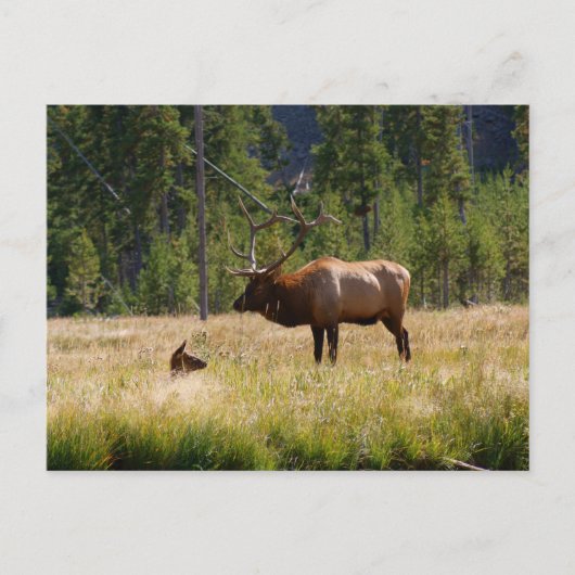 Carte Postale Elk (Devant)