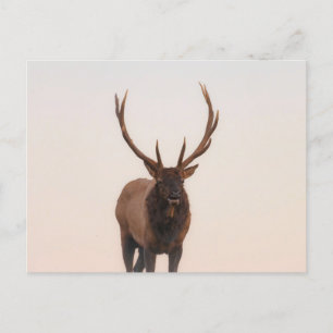Carte postale Elk