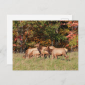 Carte postale Elk (Devant / Derrière)