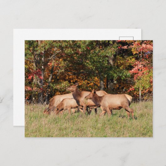 Carte postale Elk (Devant / Derrière)