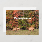 Carte postale Elk (Devant / Derrière)