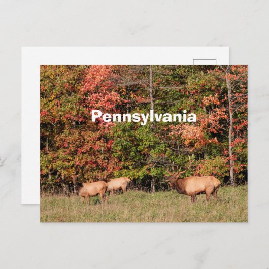 Carte postale Elk (Devant / Derrière)