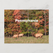 Carte postale Elk (Devant)