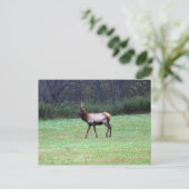 Carte postale Elk (Debout devant)