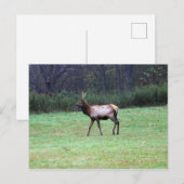 Carte postale Elk (Devant / Derrière)