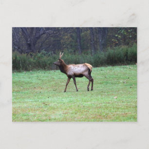 Carte postale Elk