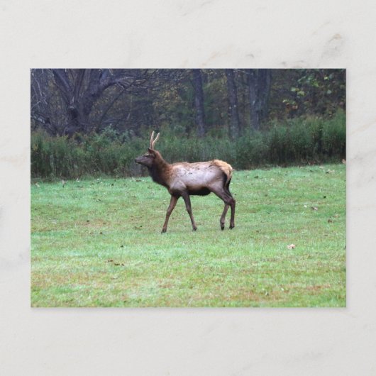 Carte postale Elk (Devant)