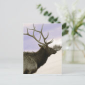 Carte Postale Elk (Debout devant)