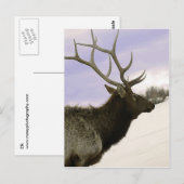 Carte Postale Elk (Devant / Derrière)