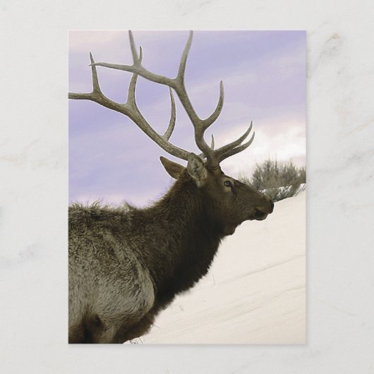 Carte Postale Elk (Devant)
