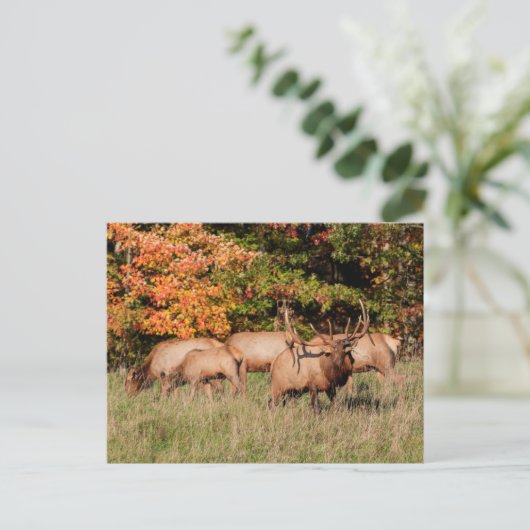 Carte postale Elk (Debout devant)