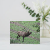 Carte postale Elk (Debout devant)