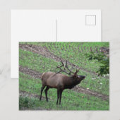 Carte postale Elk (Devant / Derrière)