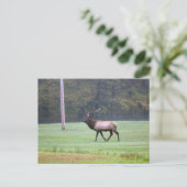 Carte postale Elk (Debout devant)