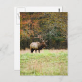 Carte postale Elk (Devant / Derrière)