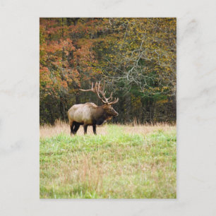 Carte postale Elk