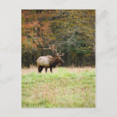 Carte postale Elk (Devant)