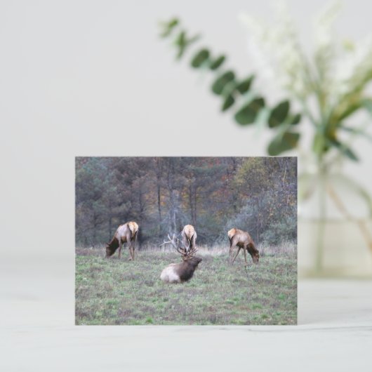 Carte postale Elk (Debout devant)