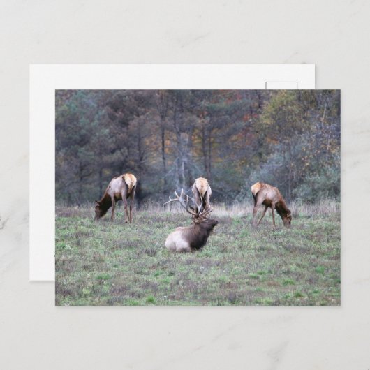 Carte postale Elk (Devant / Derrière)