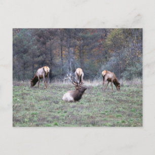 Carte postale Elk