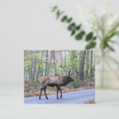 Carte postale Elk (Debout devant)