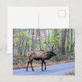 Carte postale Elk (Devant / Derrière)