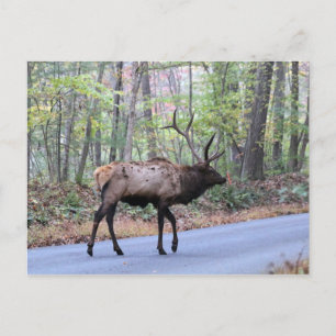 Carte postale Elk