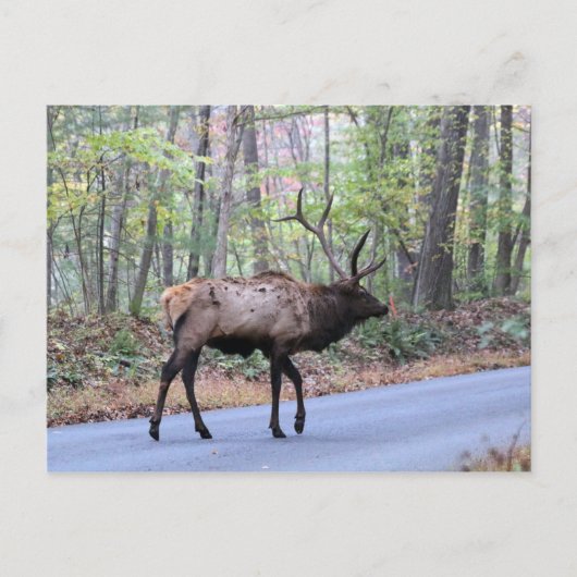 Carte postale Elk (Devant)