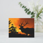 Carte Postale Elk (Debout devant)