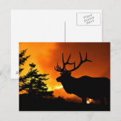 Carte Postale Elk (Devant / Derrière)