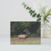 Carte Postale Elk à 8 points à l'automne (Debout devant)