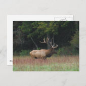 Carte Postale Elk à 8 points à l'automne (Devant / Derrière)