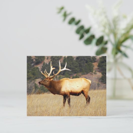 Carte Postale Elk à la réserve faunique nationale de Fort Niobra (Debout devant)