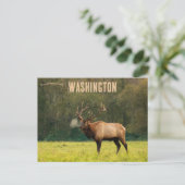 Carte Postale Elk à Washington USA (Debout devant)