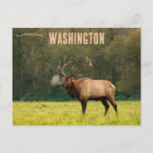 Carte Postale Elk à Washington USA (Devant)