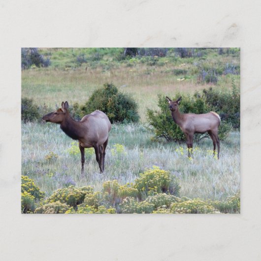 Carte Postale Elk américain | Colorado (Devant)
