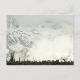 Carte Postale Elk at Grand Teton National Park Photographie