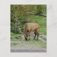 Elk Avec Antlers Velours