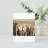 Carte Postale Elk Booty (Debout devant)