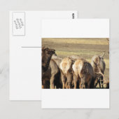 Carte Postale Elk Booty (Devant / Derrière)