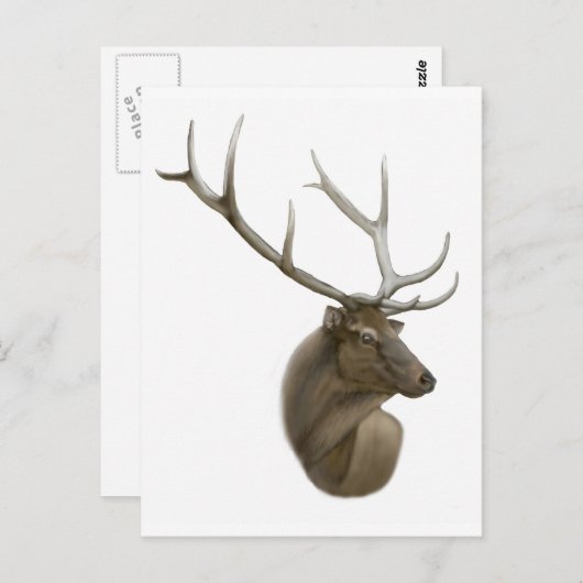 Carte postale Elk Buck (Devant / Derrière)