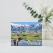 Carte Postale Elk by Creek Great Sand Dunes NP (Debout devant)