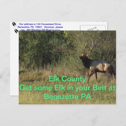 Carte Postale Elk Comté Benezette PA (Devant / Derrière)