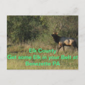 Carte Postale Elk Comté Benezette PA (Devant)