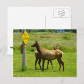 Carte Postale Elk Crossing California Wildlife Photography (Devant / Derrière)