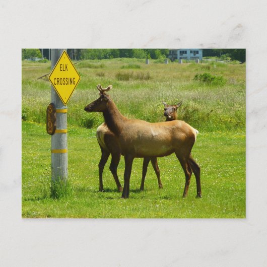 Carte Postale Elk Crossing California Wildlife Photography (Devant)