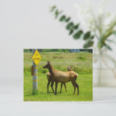 Carte Postale Elk Crossing California Wildlife Photography (Debout devant)